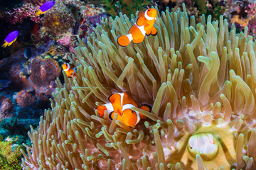 Naklejka na ściany i meble A family of Clownfish (Amphiprion ocellaris) in their host anemone on a tropical coral reef in Asia