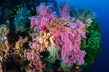 Naklejka na ściany i meble Tropical fish around a colorful, healthy coral reef in the Coral Triangle (Philippines)