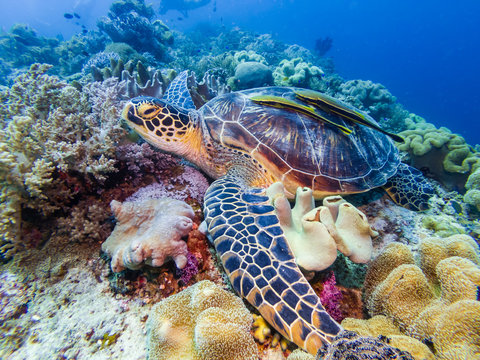 A Green Sea Turtle resting on a coral reef in Bohol, Philippines