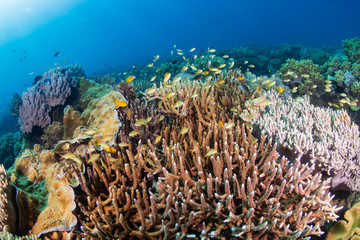 Fototapeta na wymiar Hard and soft corals on a healthy coral reef in Asia