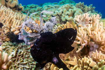 A black Frogfish on a tropical coral reef in the Coral Triangle