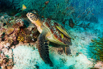 Obraz premium Green Sea Turtle (Chelonia Mydas) on a tropical coral reef in Bohol
