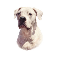 Obraz premium Argentine Dogo. Cute head of large, white dog isolated on white background. Drawing in realistic style. Portrait dog, hand drawing illustration. Animal collection: Dogs. Good for pillow, T shirt
