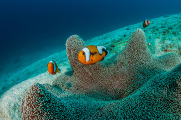 A family of beautiful Saddleback Clownfish (Amphiprion polymnus) in a carpet anemone on a coral...