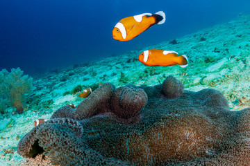 A family of beautiful Saddleback Clownfish (Amphiprion polymnus) in a carpet anemone on a coral reef in Asia