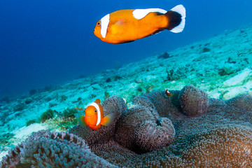 A family of beautiful Saddleback Clownfish (Amphiprion polymnus) in a carpet anemone on a coral reef in Asia