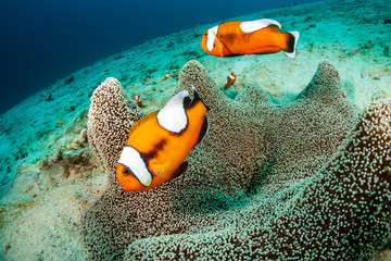 A family of beautiful Saddleback Clownfish (Amphiprion polymnus) in a carpet anemone on a coral...