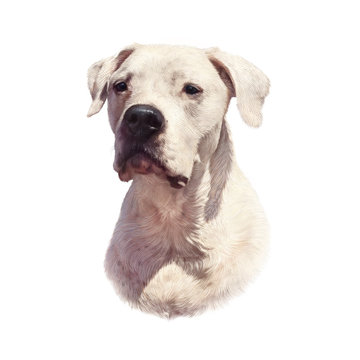 Argentine Dogo. Cute head of large, white dog isolated on white background. Drawing in realistic style. Portrait dog, hand drawing illustration. Animal collection: Dogs. Good for pillow, T shirt