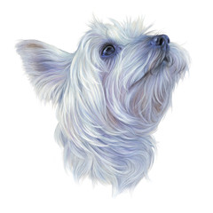 Realistic Portrait of Yorkshire Terrier isolated on white background. Illustration of a Lap Dog. Cute puppy. Hand drawn illustration of pet. Animal art collection: Dogs. Good for print T shirt, pillow