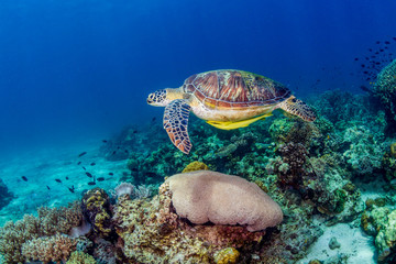 A Green Sea Turtle (Chelonia Mydas) swimming over a tropical coral reef in the Philippines