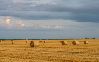 Fototapeta na wymiar evening sky over a sloping wheat field with large rolls of straw