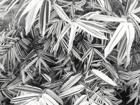 Nature green lefe's  