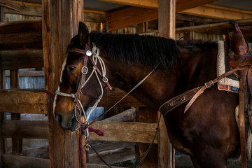 Horse at Antelope Island State Park Utah