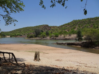 tree on the beach