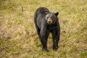 Obraz na płótnie Canvas Black bear in Kootney national park curiously looking around