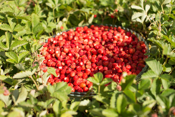 Strawberry plant with green leaves and ripe red fruits, red berry - Fragaria vesca.