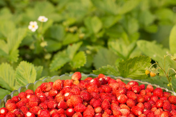 Strawberry plant with green leaves and ripe red fruits, red berry - Fragaria vesca.