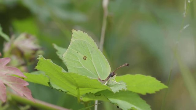 Brimstone Butterfly ( Gonepteryx rhamni ) hiding on a leaf. 