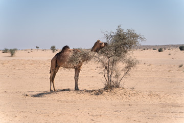 Young camel in indian desert