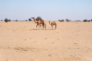 Camel family in indian desert