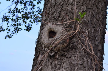 Fototapeta premium natürliches Loch in einem Baum