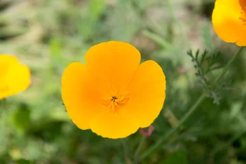 Fotobehang Closeup orange flower Californische papaver © kristof Leffelaer