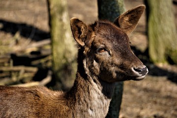 Close up - face of a female fallow deer © pisces2386