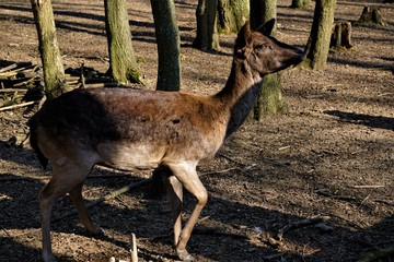 Female fellow deer in the forest looking interested