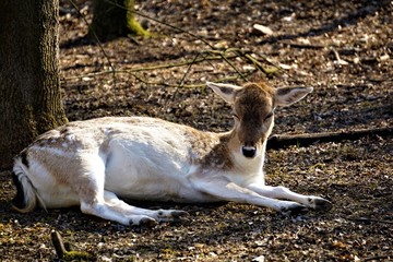 Female fellow deer in the forest lying on the floor © pisces2386