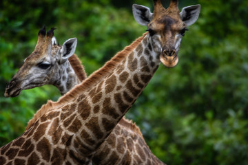 Giraffenhälse