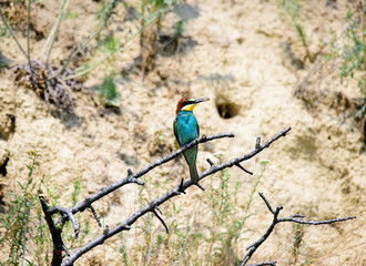 European bee-eater. Merops apiaster