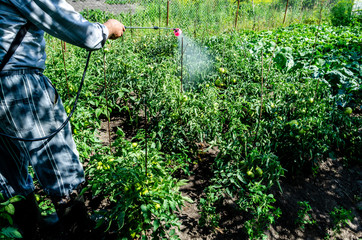 Fototapeta premium The farmer treats tomatoes from infections. Tomato protection from diseases