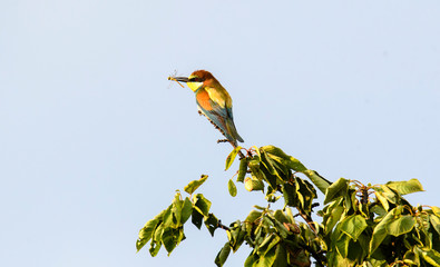 European bee-eater. Merops apiaster