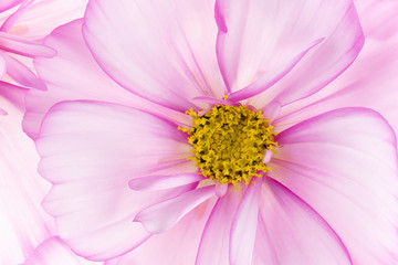 cosmos flower backgrounds