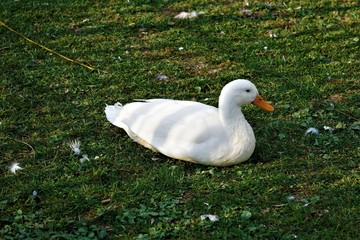 White duck with orange beak sitting in the grass