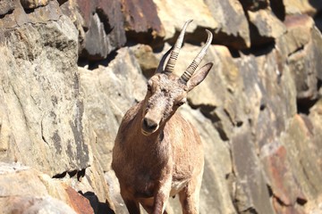 mountain goat on rock