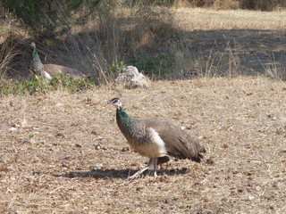Female peacock