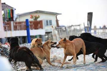 Group dogs fighting together, Dog bites another dog. Aggressive dog.