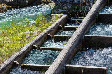 Fischaufstieg am Fluss Steyr, Österreich