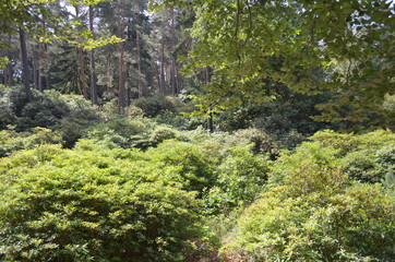 Fototapeta na wymiar schönes Blick in den grünen Wald