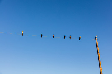 Black Cormorants on a Wire: 