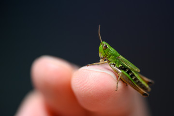 small green baby grasshopper suborder Caelifera sitting on finger