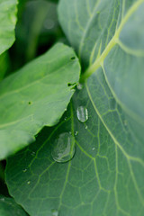 Green cabbage leaf outdoors with raindrops in close up view