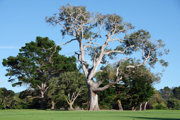 Fototapeta premium Majestic old California oak tree under blue sky surrounded by other trees