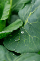 Green cabbage leaf outdoors with raindrops in close up view