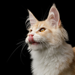 Close-up Portrait of Red Maine Coon Cat Looking up and Licking Isolated on Black Background
