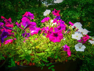 Petunien im Blumenkasten