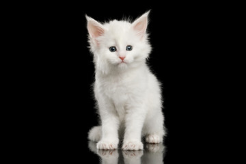 Little White Maine Coon Kitten Sitting and Staring in Camera on Isolated Black Background