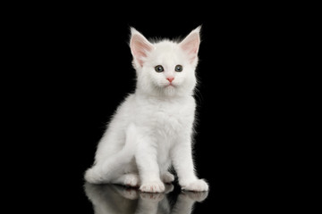 Obraz premium Mały biały kotek Maine Coon z ogromnym podbródkiem siedzi na na białym tle czarnym tle