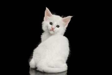 Little White Maine Coon Kitten Sitting and Looking back on Isolated Black Background
